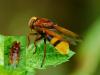 Volucella zonaria